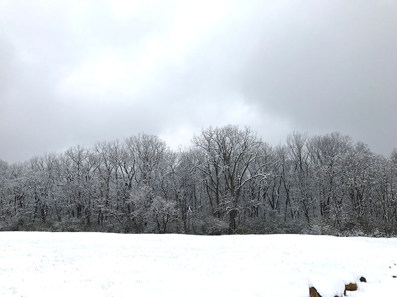 Woods.jpg